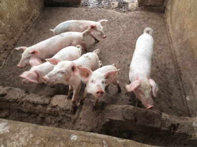 Some piglets from the mother pig supplied by AEGY 